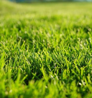 Lawn o discount